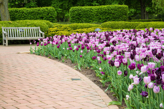 63821-22713 Garden path with pink and purple tulip border and bench, Chicago Botanic Garden, Glencoe, IL