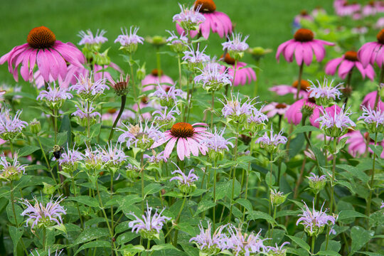 63821-22920 Purple Coneflowers (Echinacea purpurea) and Pink Bee Balm (Monarda didyma) Marion Co., IL