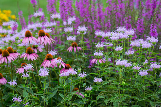 63821-23611 Flower garden with Purple Coneflowers (Echinacea purpurea) Pink Bee Balm (Monarda didyma) and Purple Lythrum Norden's Pink  Marion Co., IL