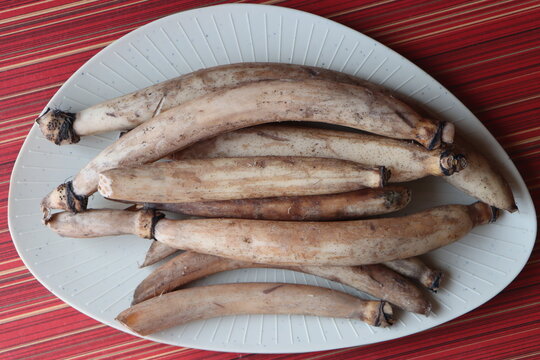 Whole farm fresh Lotus root, also known as renkon, nandru is the edible rhizome of the sacred lotus plant, Nelumbo nucifera, traditional Asian cooking ingredient