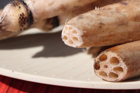 Whole farm fresh Lotus root, also known as renkon, nandru is the edible rhizome of the sacred lotus plant, Nelumbo nucifera, traditional Asian cooking ingredient