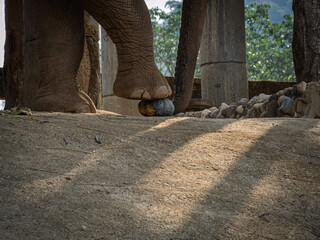 Elephant stepping on pumpkin at wildlife sanctuary
