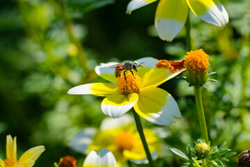 Obraz premium Honey bee collecting nectar on yellow flower, Pollinator insect feeding on blossom detail