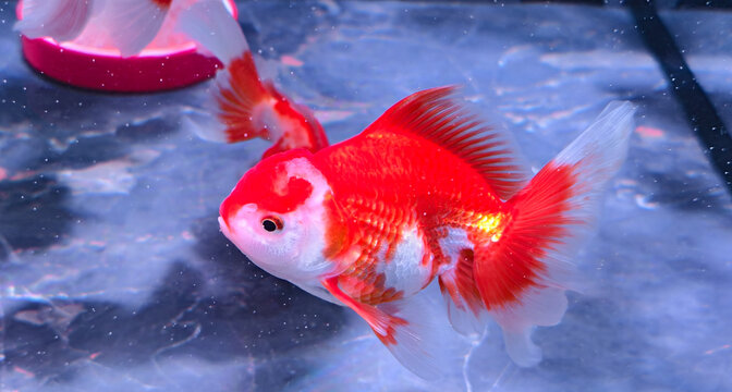 Striking red and white Ryukin goldfish gliding through clear water, with flowing fins and a shimmering tail. The reflective water surface enhances the vivid coloration.
