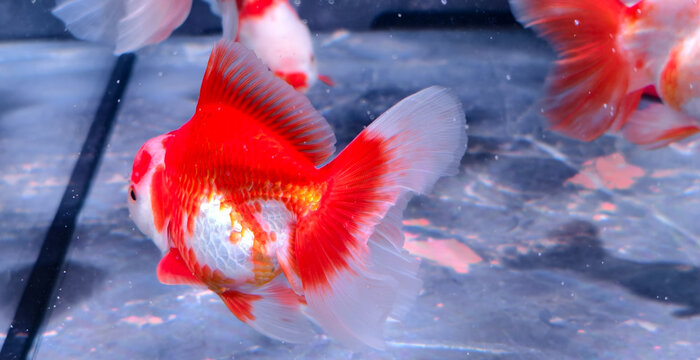 Close-up of a vibrant red and white Ryukin goldfish swimming gracefully in a clear aquarium. The rounded body and flowing fins highlight its ornamental beauty.