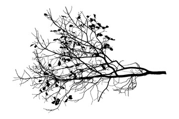 Fototapeta premium Vector illustration of natural oak tree branch with leaves 