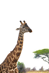 Naklejka premium Close-up portrait of Masai giraffe in African savannah with acacia tree.