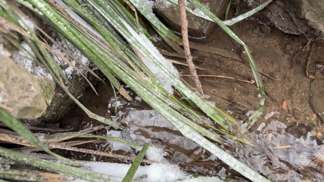 Clear water flows steadily over a rocky bed and past snow-dusted green grass. The movement of the current against the stones and vegetation creates low-frequency hum and a gentle, rhythmic murmur.