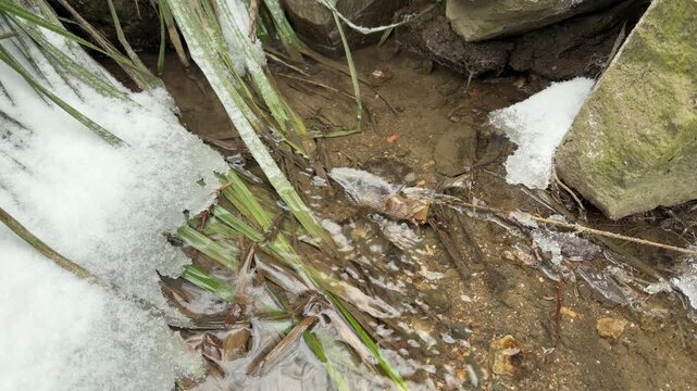 Clear water flows steadily over a rocky bed and past snow-dusted green grass. The movement of the current against the stones and vegetation creates low-frequency hum and a gentle, rhythmic murmur.