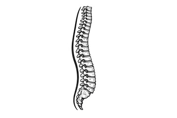 Obraz premium Human vertebral column in hand drawn style, showing the backbone and spinal cord on a transparent background