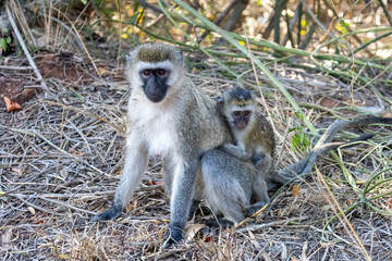 Obraz premium Vervet Monkey mother with her baby in Akagera National Park in Rwanda Africa RWA
