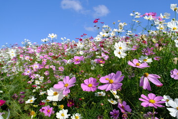 ひたち海浜公園みはらしの丘のコスモス