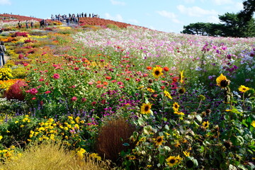 ひたち海浜公園みはらしの丘　花々とコキア　
