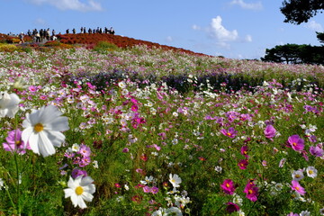 ひたち海浜公園みはらしの丘　コスモスとコキア