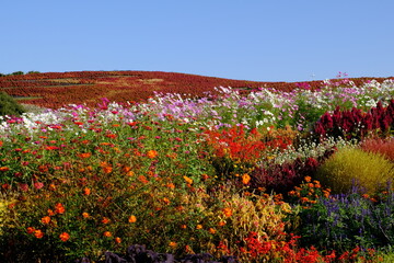 ひたち海浜公園みはらしの丘　花々とコキア　

