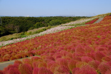 ひたち海浜公園　みはらしの丘のコキア