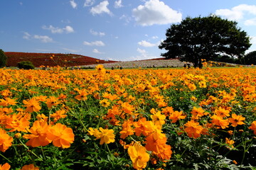 ひたち海浜公園　みはらしの丘とキバナコスモス
