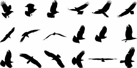 Fototapeta premium A collection of black silhouettes depicting birds in various flight poses