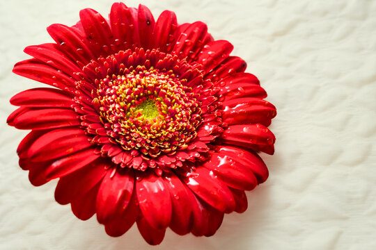 白い布の上に真っ赤なガーベラの花が乗っている