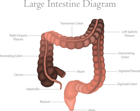 Large Intestine Anatomy Diagram with Labelled Colon Sections &ndash; Detailed Illustration of Cecum, Appendix, Rectum and Sigmoid Colon on Black Background.
