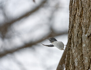 飛び立つシロハラゴジュウカラ White-breasted Nuthatch taking off from tree trunk