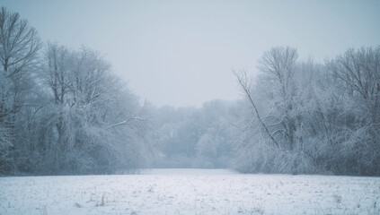 Snowy field with frosted trees and pale winter sky creating calm atmosphere