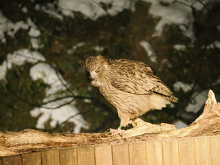 生け簀に魚を捕りにくるシマフクロウ