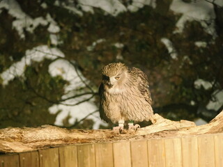 生け簀に魚を捕りにくるシマフクロウ