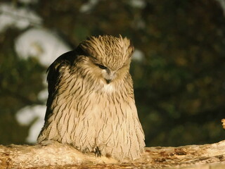 生け簀に魚を捕りにくるシマフクロウ