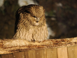 生け簀に魚を捕りにくるシマフクロウ