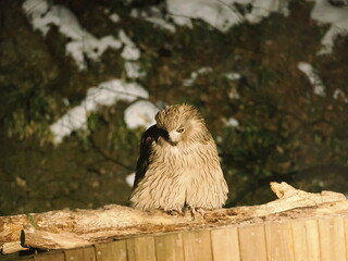 生け簀に魚を捕りにくるシマフクロウ