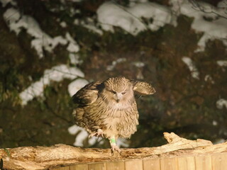 生け簀に魚を捕りにくるシマフクロウ