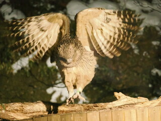 生け簀に魚を捕りにくるシマフクロウ