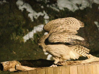 生け簀に魚を捕りにくるシマフクロウ
