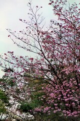 Delicate pink cherry blossoms bloom on bare branches against a soft sky