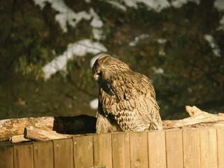 生け簀に魚を捕りにくるシマフクロウ