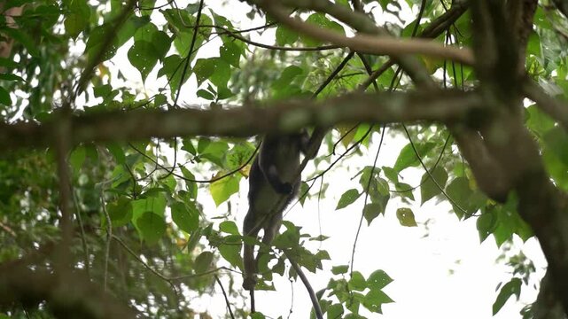 A wild Dusky Leaf Monkey (Trachypithecus obscurus), also known as a Spectacled Langur, climbed the branch high within a lush tropical forest canopy.