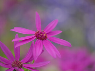 鮮やかな赤紫のセネッティ