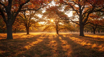 Fototapeta premium Golden Autumn Sunlight in a Forest of Oak Trees