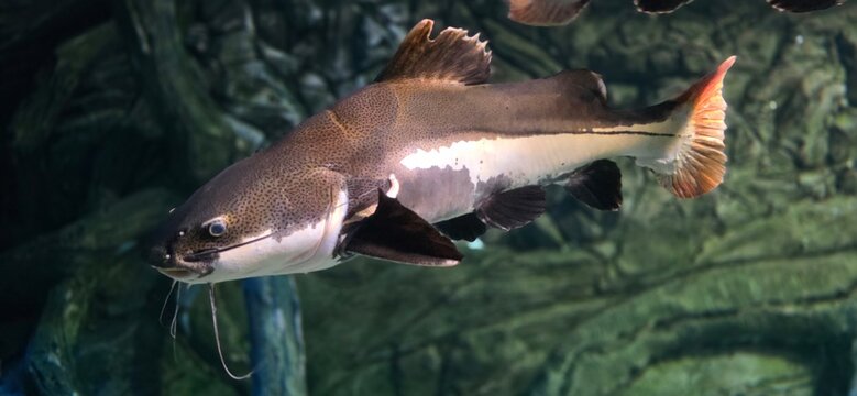 fish in aquarium (Phractocephalus hemioliopterus). 