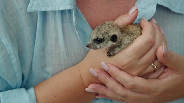 Close up of baby meerkat resting in gentle woman hands, tender wildlife moment with soft natural light and calm emotional connection