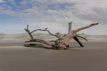a bird perched on a dead tree on the beach