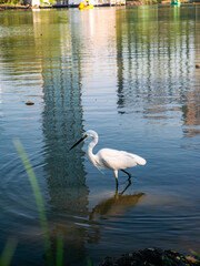 Obraz premium Little egret or white heron wading in shallow urban park pond water with perfect reflection and golden light