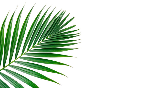 Tropical palm leaf  isolated on transparent background