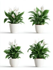 Obraz premium Four White Potted Peace Lily Plants with Dark Green Leaves on a White Background Studio Shot