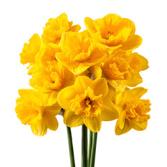 Vibrant Yellow Daffodil Bouquet on White Background for Professional Designs