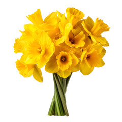 Vibrant Yellow Daffodils Bouquet on White Background for Professional Use