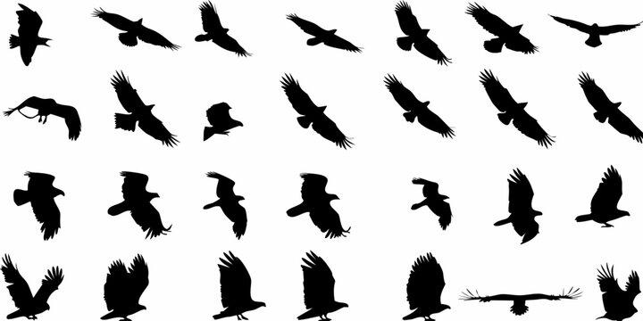 Silhouettes of various birds in flight against a white background