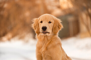 Obraz premium This cute puppy is pulling a funny face with its mouth slightly open. A humorous and charming portrait of a young dog in the winter