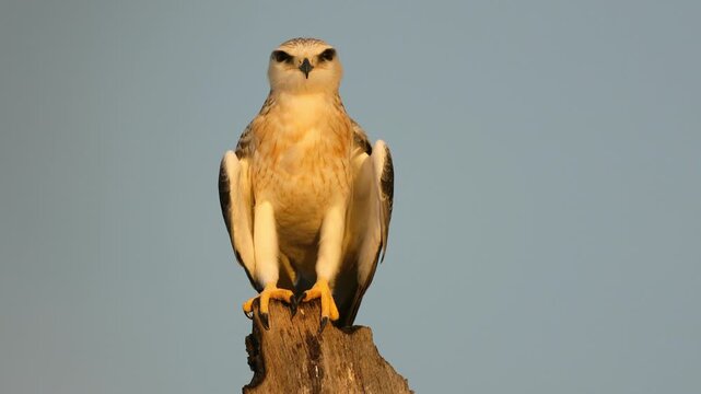 A young black-winged kite (Elanus caeruleus) on a branch balancing in the wind, South Africa